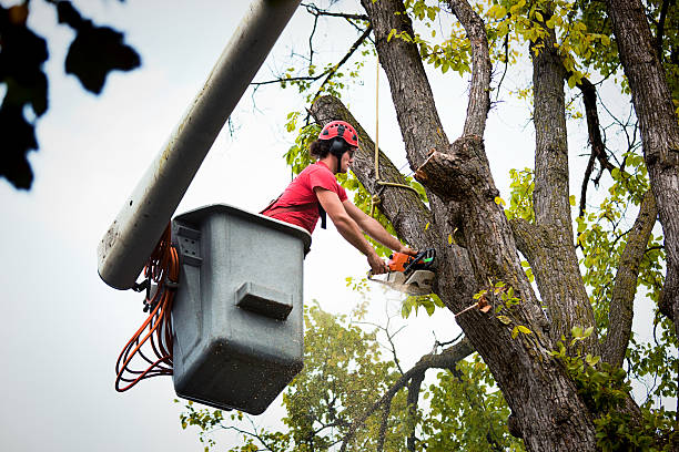 How Our Tree Care Process Works  in Mayo, FL